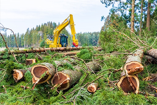 木の剪定・伐採